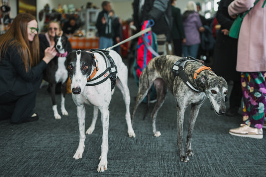 Tasmania Has Made History: Greyhound Racing May End by 2029