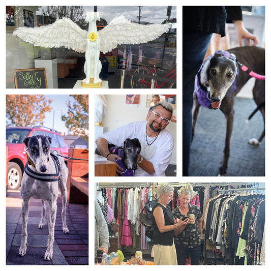 Saint Grey - Opening Night - HUGE Success