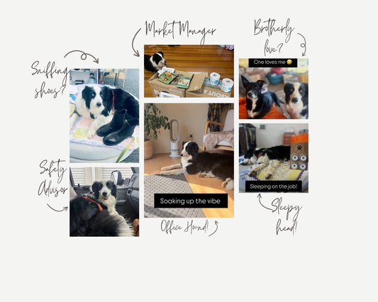 Introducing Rescue hound Marlow (formerly identifying as Arlo)