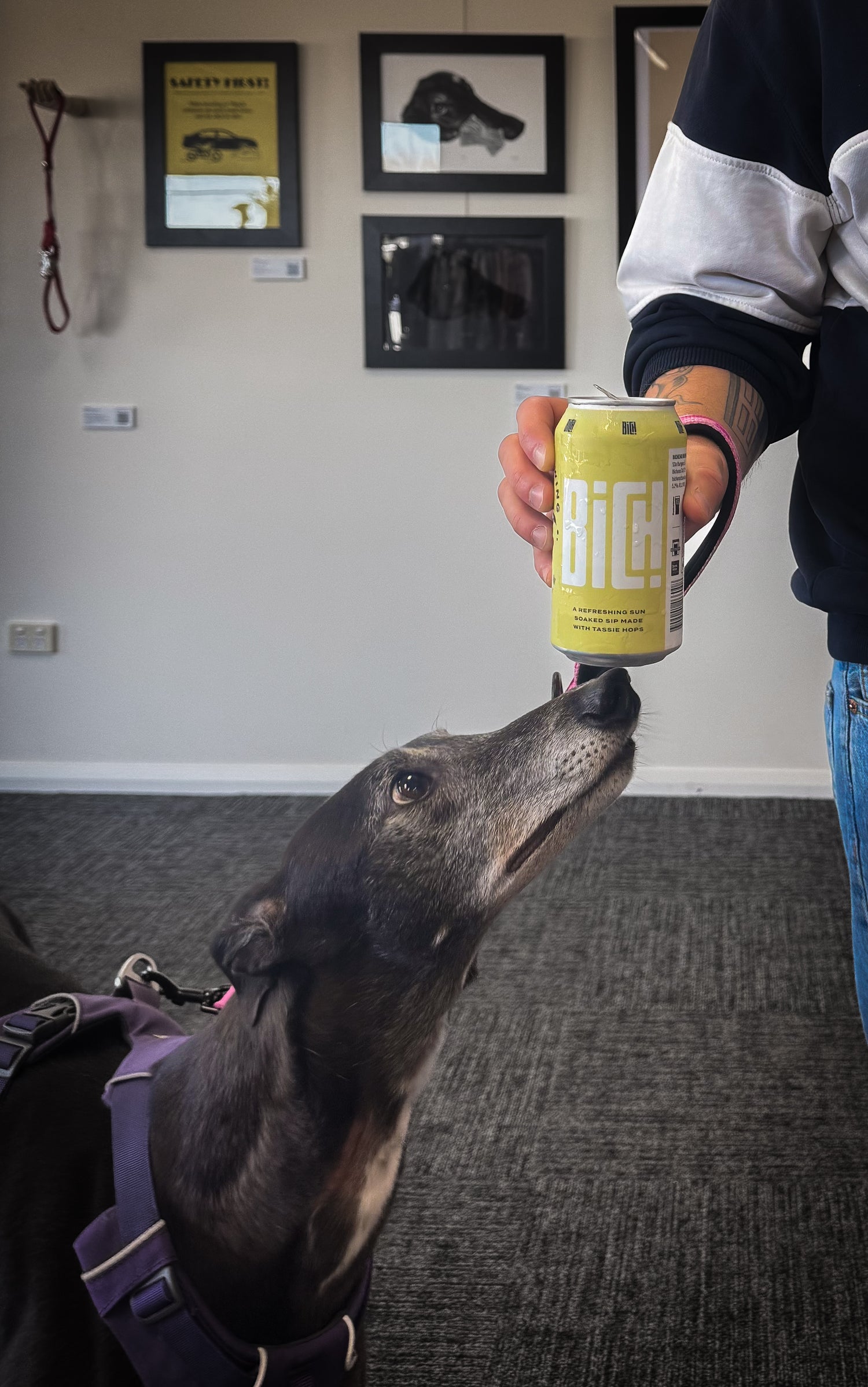 Dog sniffing a can held by a person